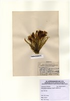 藏品(臺灣綠毛藻)的圖片